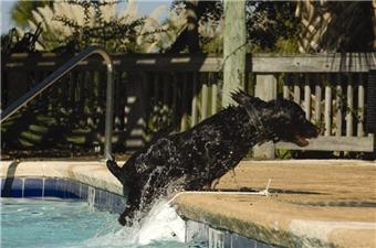 Spaniel Super Skamper Action Image