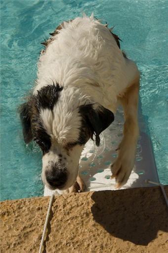 St. Bernard Climbs From Pool on SKR3